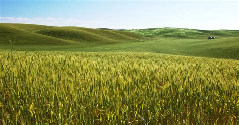 filebarley field   largejpg wikimedia commons