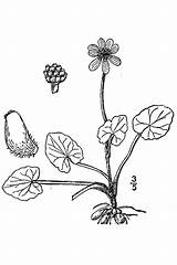 Ranunculus Celandine Lesser Ficaria Leaved Britton 1913 sketch template