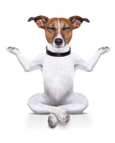 doga  benefits  precautions   yoga  dogs