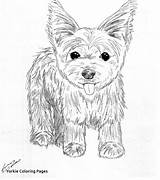 Coloring Yorkie Pages Puppy Terrier Dog Drawing Print Line Yorkshire Printable Teacup Puppies Drawings Yorkies Color Shih Tzu Kids Poo sketch template