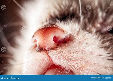 cute ferret nose stock image image  hair marten