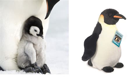 die reise der pinguine  ab  november im kino tolles fan paket
