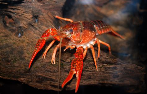 crayfish  care feeding  breeding  freshwater crayfish crawfish aquarium tidings