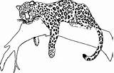 Jaguar Coloring Drawing Pages Animal Color Easy Draw Tree Printable Sleeping Sketch Drawings Cartoon Realistic Getcolorings Colorful Getdrawings Cool Designlooter sketch template