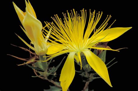 picture adonis blazingstar yellow flower bloom