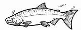 Drawing Printable Trout Coho Printablecolouringpages Clipground Colouring sketch template