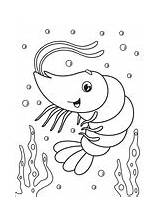 Coloring Shrimp Crustacean Pages sketch template