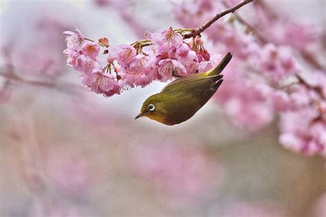 bobeiras em geral as floradas de cerejeiras mais bonitas