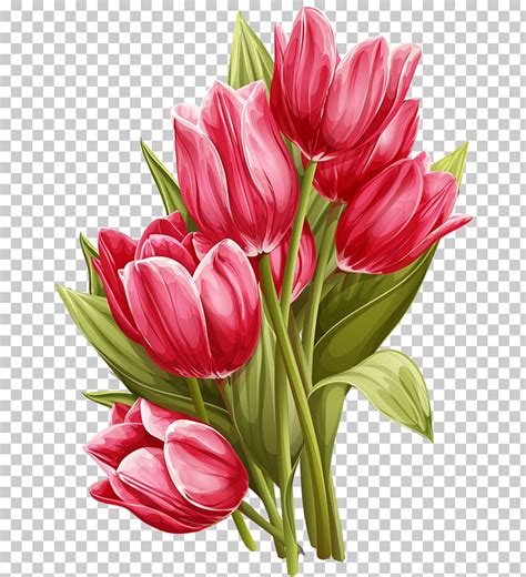 pictures of red tulips flowers tulips flower