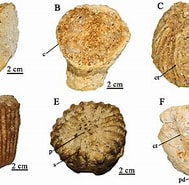 Afbeeldingsresultaten voor Trochocyathus. Grootte: 189 x 185. Bron: www.researchgate.net