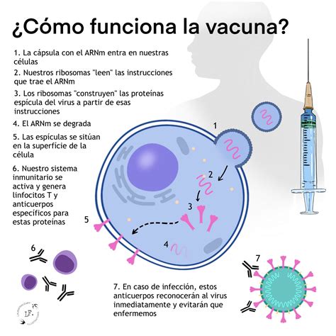 vacunas de arnm ¿cómo funcionan comunica ciencia