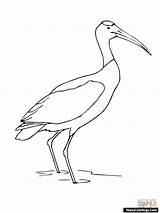 Stork Standing Bocian Wydrukuj sketch template