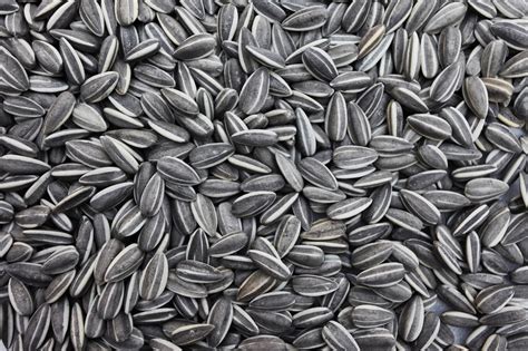 striped sunflower seeds gfk company