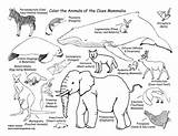 Mammals Sheri Amsel Exploring Coloringnature Exploringnature  sketch template