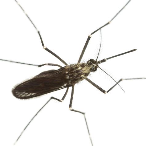 species  mosquitoes  harmful  man peepsburghcom
