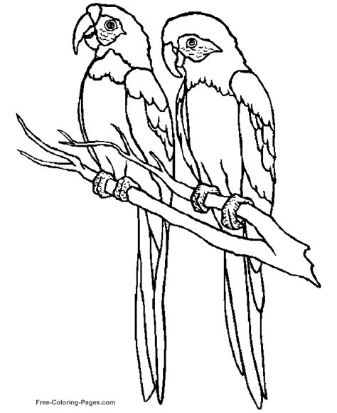 tropical bird coloring pages coloring home
