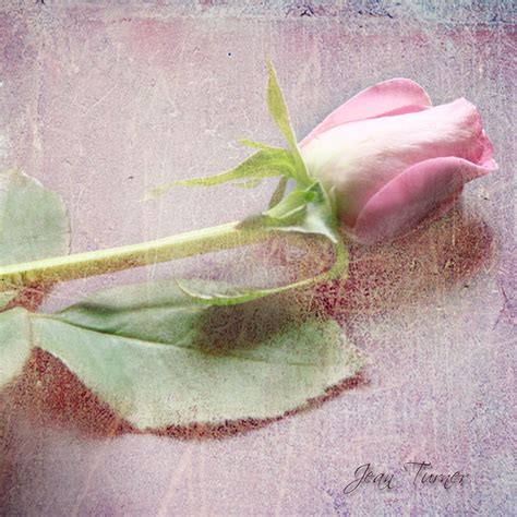 pink rosebud