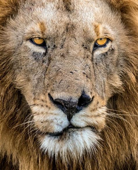 Lions Of Kenya’s Masai Mara Incredible Photos Of Lions