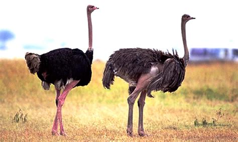 ostrich   bird steemit