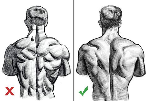 practice advice  capturing human anatomy human anatomy drawing human anatomy art