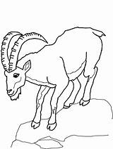 Coloring Hill Mountain Goat Getdrawings sketch template