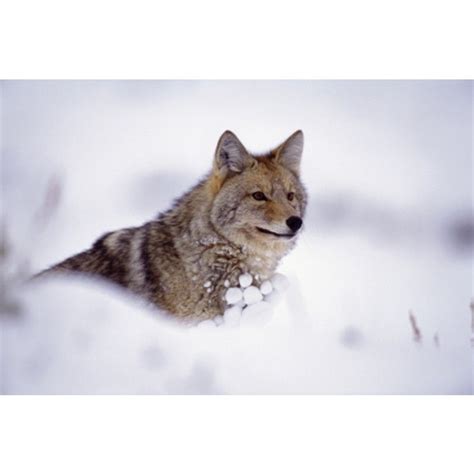 guard coyote fine art photography nature photography coyote natural world science