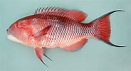 Afbeeldingsresultaten voor "Bodianus speciosus". Grootte: 184 x 100. Bron: fishbiosystem.ru