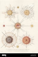 Afbeeldingsresultaten voor "acanthometra Bulbosa". Grootte: 125 x 185. Bron: www.alamy.es