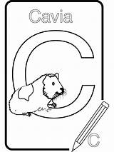 Dierenalfabet Kleurplaten Cavia 1751 Kleurplaat Tm Printen sketch template