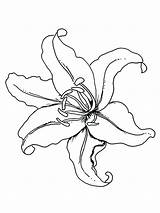 Lily Coloring Flower Pages Outline Flowers Drawing Tiger Lilies Color Template Columbine Printable Drawings Tattoo Getcolorings Print Getdrawings Kids Sketch sketch template