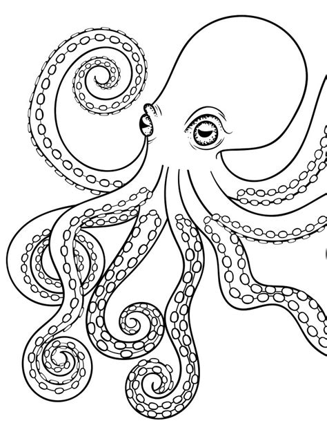 realistic octopus drawing  getdrawings