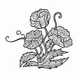 Poppy Coloring Flower Vector Adults Book Zentangle Illustration sketch template