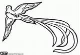 Quetzal Patrios Simbolos Quetzales Escudo Volando Imagui Nacional Pyrography Resplendent Pajaros Aves Grabados Drawing Pinto Manualidades Pueda Columbian Bordado Turpial sketch template