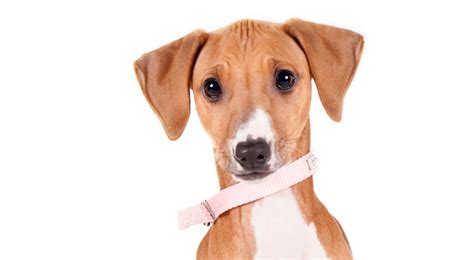 azawakh dog breed information american kennel club