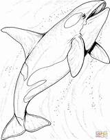 Coloring Orca Whale Pages Library Clipart Realistic Animals Sea sketch template