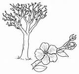 Colorear Dibujos Coloring Almendros Con Dibujo Almonds Pàra Almond Google Buscar Blossoms Pages Mandala Blossom Colouring sketch template