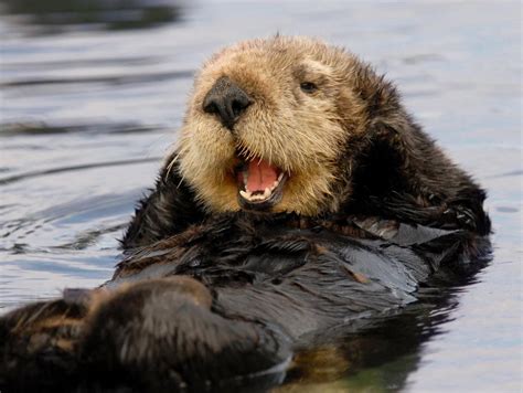 cute sea otters win big  court good riddance   otter zone