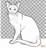Cat Coloring Siamese Pages Oriental Cats Printable Colouring Color Online Drawing Supercoloring Kittens Gif Animals Categories sketch template