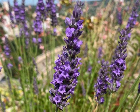 lavandula  intermedia gardensonline