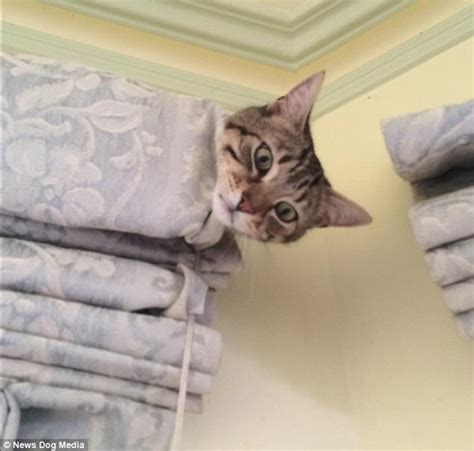 Cats Getting Stuck Book Shows Felines In Funny Situations Daily Mail