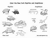 Amphibians Coloring Amphibian Reptiles State Mammals Jersey Habitats York Designlooter 612px 51kb Ny Drawings Nj sketch template