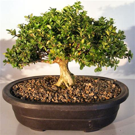 japanese kingsville boxwood bonsai tree buxus microphylla