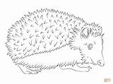 Hedgehog Igel Kostenlos Colorare Malvorlage Disegni Ausmalbild Coloring Ausmalen Ausdrucken Zahlen Riccio Malvorlagen sketch template