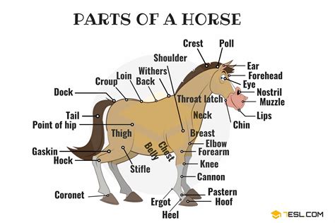 parts   horse  horse anatomy  pictures esl