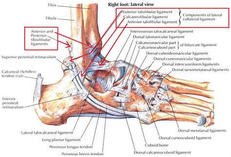 ankle impingement syndrome  symptoms diagnosis treatment