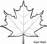 Leaf Maple Coloring Leaves Outline Sugar Drawing Pages Clipart Printable Canadian Fall Template Tree Templates Kids Color Japanese Colouring Kidsplaycolor sketch template