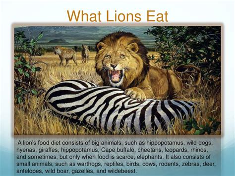lions powerpoint    id