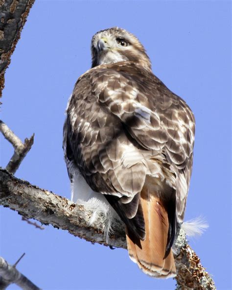 story  hawk   red shouldered red tailed hawks