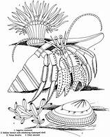 Dover Animal Crab Hermit Designlooter Doverpublications sketch template