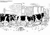 Mucche Disegno sketch template